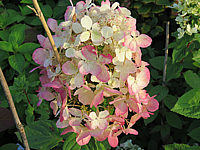Hydrangea%20paniculata%20Pink%20Diamond%2005.JPG