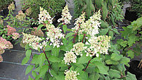 Hydrangea%20paniculata%20Pinky%20Winky%2001%20knospig.JPG