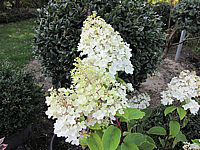 Hydrangea%20paniculata%20Pinky%20Winky%2002%20Bluete%20mittel.JPG