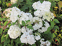 Hydrangea%20paniculata%20Pinky%20Winky%2003%20Blueten.JPG