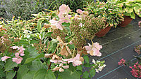 Hydrangea%20paniculata%20Pinky%20Winky%2004.JPG