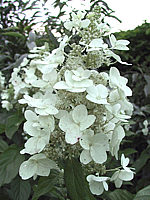 Hydrangea%20paniculata%20Unique%2002.jpg