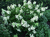 Hydrangea%20paniculata%20Unique%2003.jpg