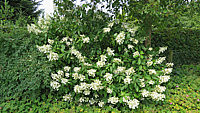 Hydrangea%20paniculata%20Unique%2004.JPG