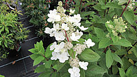 Hydrangea%20paniculata%20Unique%2005.JPG