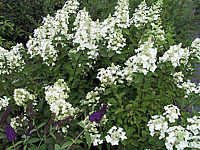 Hydrangea%20paniculata%20Unique%2006.JPG
