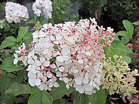 Hydrangea%20paniculata%20Vanilla%20Fraise%2002.JPG