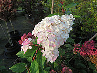 Hydrangea%20paniculata%20Vanilla%20Fraise%2003.JPG