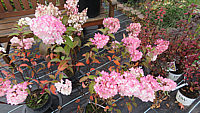 Hydrangea%20paniculata%20Vanilla%20Fraise%2004%20Ende%20Oktober%20noch%20bluehend.JPG