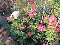 Hydrangea%20paniculata%20Vanilla%20Fraise%2006.JPG