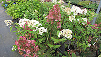 Hydrangea%20paniculata%20Vanilla%20Fraise%2007.JPG