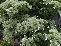 Hydrangea%20petiolaris%2001.JPG