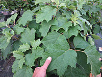 Hydrangea%20quercifolia%2001.JPG