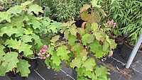 Hydrangea%20quercifolia%2004.JPG