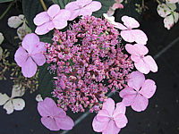 Hydrangea%20serrata%20Blue%20Bird%2001.JPG