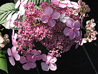 Hydrangea%20serrata%20Blue%20Bird%2002.JPG