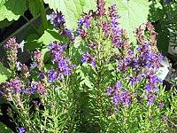 Hyssopus%20officinalis%20ssp.%20aristatus%20(Lavendelersatz).JPG
