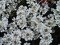 Iberis%20sempervirens%20Appen%20Etz%2002.JPG