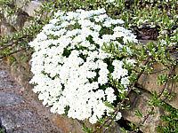 Iberis%20sempervirens%20Fischbeck%2001.JPG