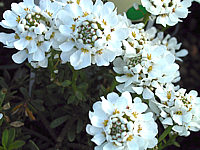 Iberis%20sempervirens%20Fischbeck%2002.JPG