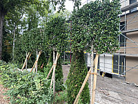Ilex%20als%20Spalier%20Hochstamm%2001.HEIC