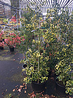 Ilex%20altaclarensis%20Golden%20King%2001.JPG