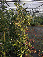 Ilex%20altaclarensis%20Golden%20King%2002.JPG