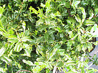 Ilex%20aquifolium%20China%20Girl.JPG