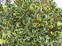 Ilex%20aquifolium%20Golden%20van%20Tol%20mit%20Beeren.JPG