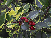 Ilex%20aquifolium%20Rubicaulis%20Aurea%20Beerenmacro.JPG