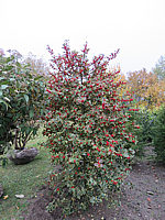 Ilex%20aquifolium%20Rubicaulis%20Aurea%20mit%20Beeren.JPG