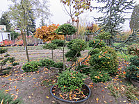 Ilex%20crenata%20Convexa%20-%20Formgehoelz%2001.JPG
