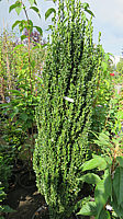 Ilex%20crenata%20Fastigiata%202m%2001.JPG