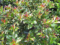 Ilex%20meserveae%20Blue%20Angel%2001.JPG