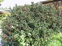 Ilex%20meserveae%20Blue%20Angel%2002.JPG
