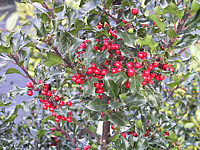 Ilex%20meserveae%20Blue%20Angel%2003.JPG