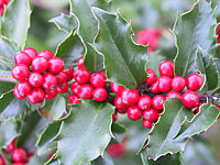 Ilex%20meserveae%20Blue%20Angel%2004.JPG