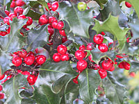Ilex%20meserveae%20Blue%20Angel%2005.JPG