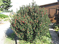 Ilex%20meserveae%20Blue%20Angel%2006.JPG