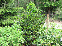 Ilex%20meserveae%20Blue%20Prince.JPG