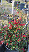 Ilex%20meserveae%20Heckenfee%2001%20mit%20Beeren.JPG