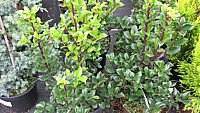 Ilex%20meserveae%20Heckenstar%2001.JPG