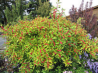Ilex%20verticillata%20(female)%20Weiblich%2001%20Beeren+gelbe%20Blaetter.JPG