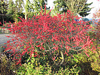 Ilex%20verticillata%20(female)%20Weiblich%2002.JPG