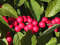 Ilex%20verticillata%20(female)%20Weiblich%2003.jpg