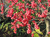 Ilex%20verticillata%20(female)%20Weiblich%2003b.JPG