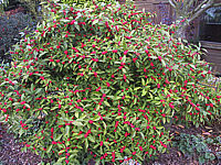 Ilex%20verticillata%20(female)%20Weiblich%2004.JPG