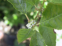 Ilex%20verticillata%20(female)%20Weiblich%2005.JPG
