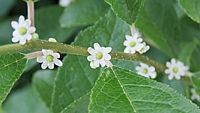 Ilex%20verticillata%20(female)%20Weiblich%2006.JPG