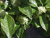 Ilex%20verticillata%20(male)%20Maennliche%20Blueten%2002.JPG